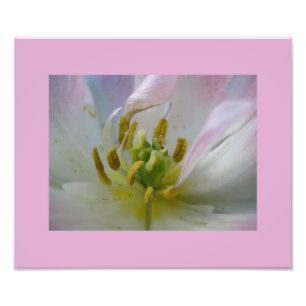 Foto da Macro Tulip Rosa