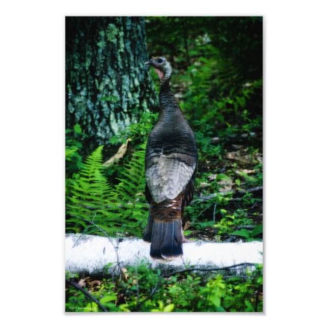 Foto da Mãe Turquia (Frente)