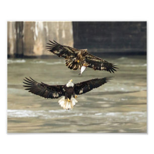 Foto Dá-Me Esse Peixe. (Eagle Chase)