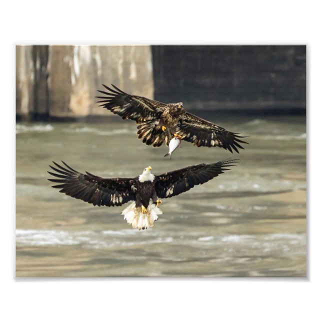 Foto Dá-Me Esse Peixe. (Eagle Chase) (Frente)