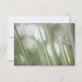 Foto da natureza da planta verde-pomposa