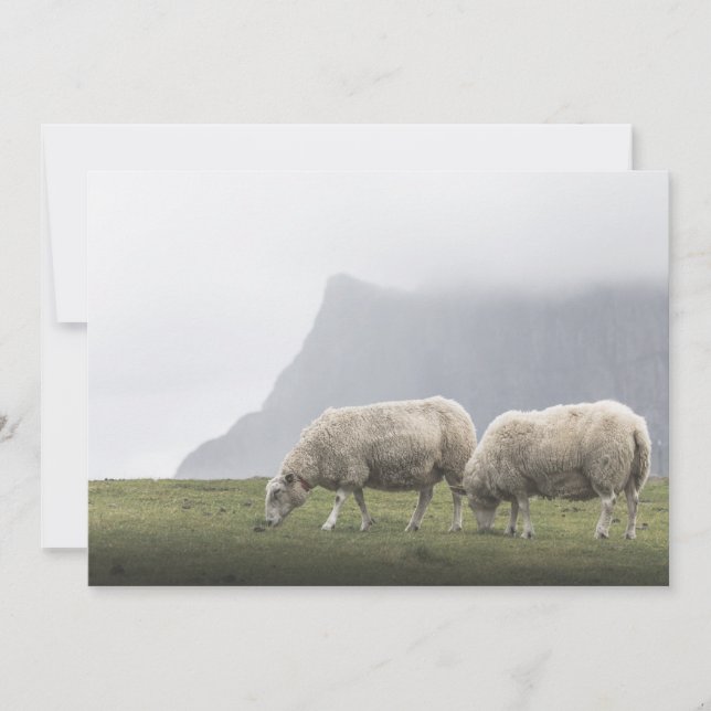 Foto da Natureza de Ovelhas Pastando (Frente)