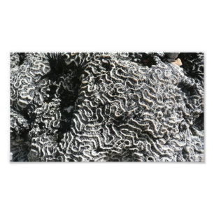 Foto da natureza do Abstrato Black and White Coral