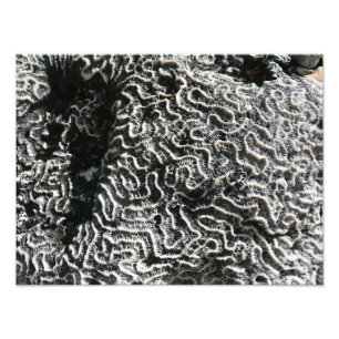 Foto da natureza do Abstrato Black and White Coral