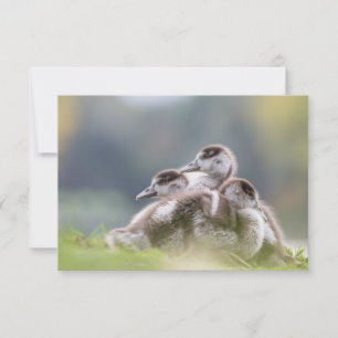 Foto da Natureza dos Pintinhos Geeses