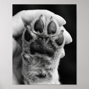 Foto da Pata Personalizada 8 por 10 Poster de Retr