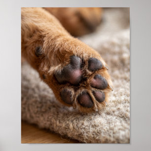 Foto da Pata Personalizada 8 por 10 Poster de Retr