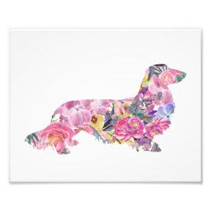 Foto Dachshund de cabelos compridos