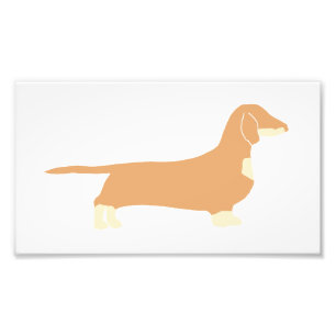 Foto dachshund silo fawn e creme