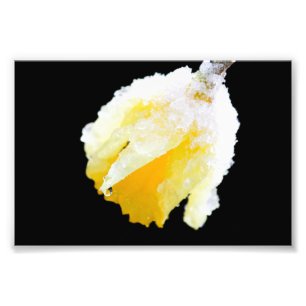 Foto Daffodil Amarelo coberto na neve do inverno