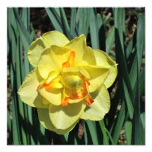 Daffodil Amarelo de 12"x12"