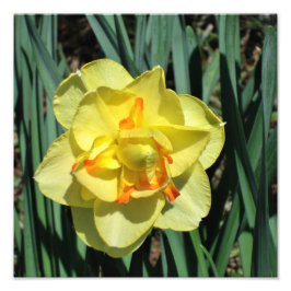 Foto Daffodil Amarelo de 12"x12"