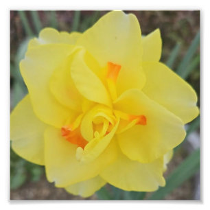 Foto Daffodil Ruffled
