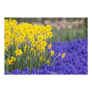 Foto Daffodilos e Hyacinth de Uva, Keukenhof 3