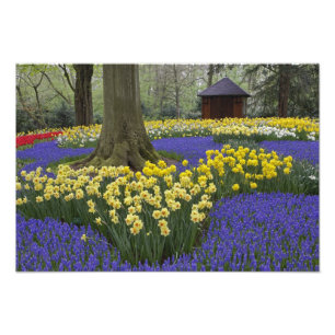 Foto Daffodilos, jacinto de uva e jardim de tulipas,