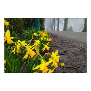 Foto Daffodils