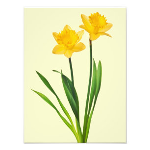 Foto Daffodils amarelos do primavera - modelo do