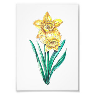 Foto Daffodils da aguarela e da caneta