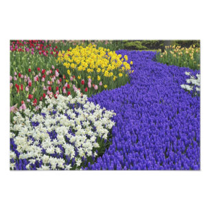 Foto Daffodils e Hyacinth de Uva, Keukenhof