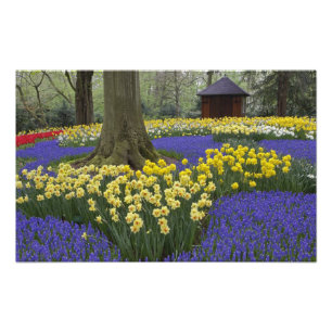 Foto Daffodils, jacinto de uva e jardim de tulipas,