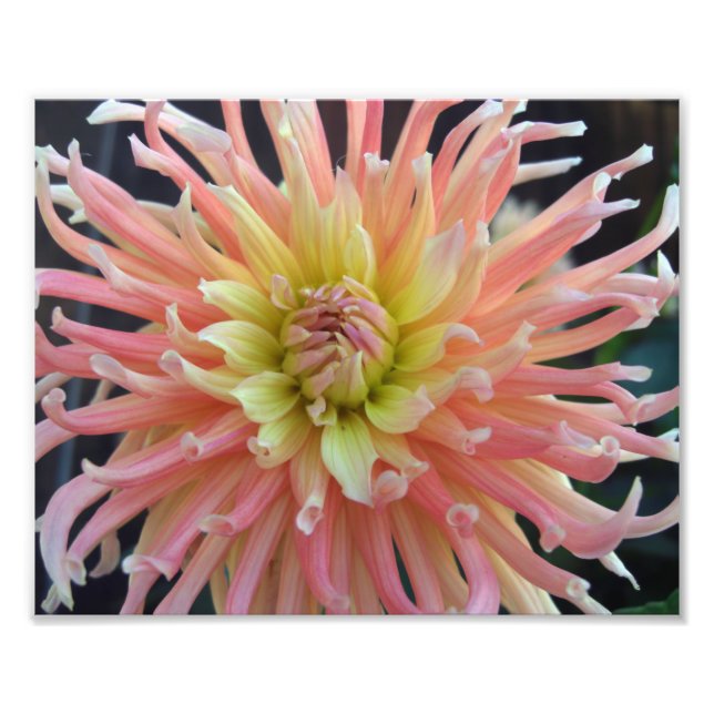 Foto Dahlia leve 10x8 (Frente)