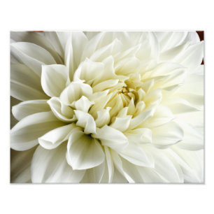 Foto Dahlia White Dahlia Closeup Flower Modelo