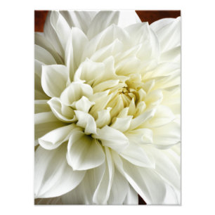 Foto Dahlia White Dahlia Closeup Flower Modelo