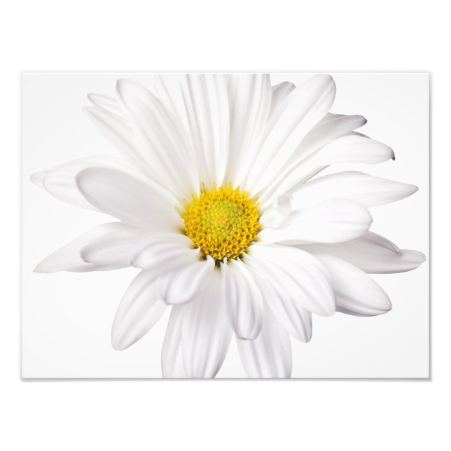 Foto Daisies Personalizadas de Fundo de Daisy Flower Br (Frente)