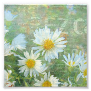 Foto Daisy Company
