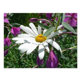 Foto Daisy e Fireweed