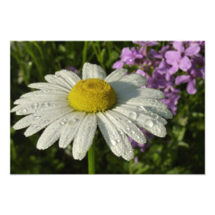Foto Daisy e Summer Lilac Wildflower