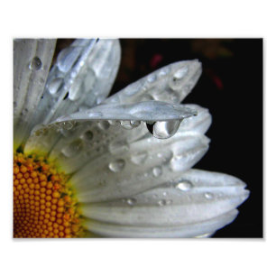Foto Daisy Flower Macro