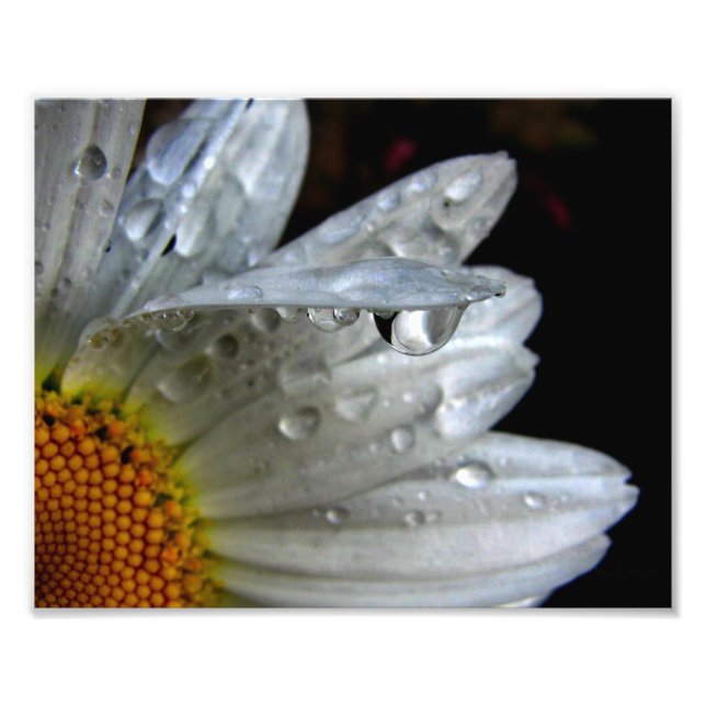 Foto Daisy Flower Macro (Frente)