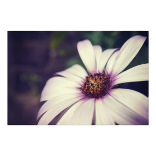 Foto Daisy impressão.