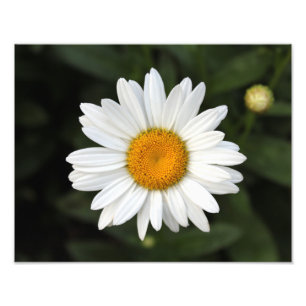 Foto Daisy Photo