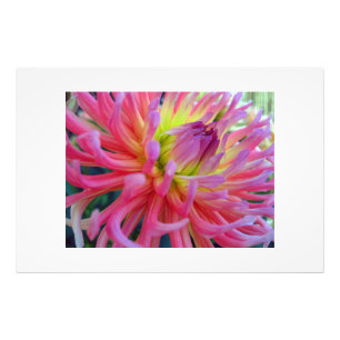 Foto Dália cor-de-rosa