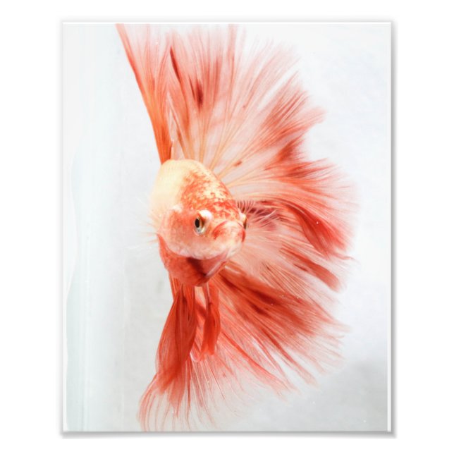 Foto Dalmation Halfmoon Betta FIsh (Frente)