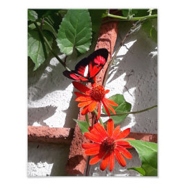 Foto Dama Vermelha Edição Limitada