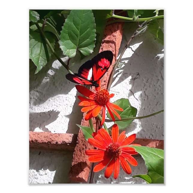 Foto Dama Vermelha Edição Limitada (Frente)