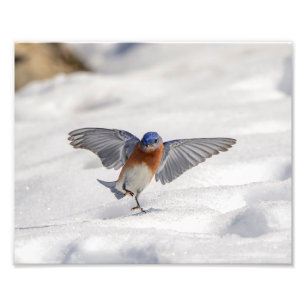 Foto dança oriental do Bluebird 10x8 na neve
