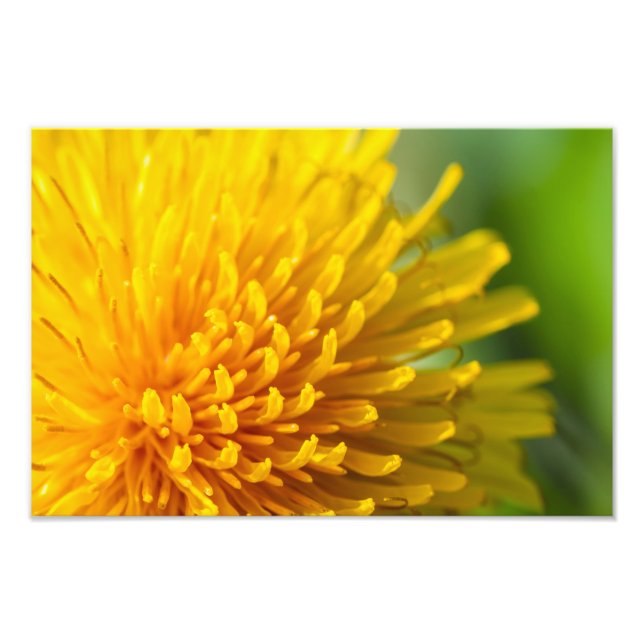 Foto dandelion (Frente)