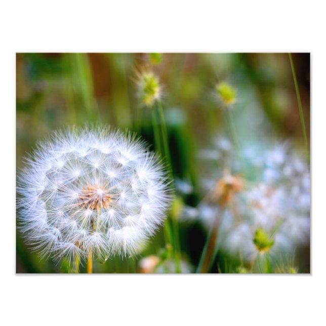 Foto Dandelion (Frente)