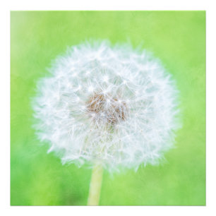 Foto Dandelion - Apenas Acordou Beleza