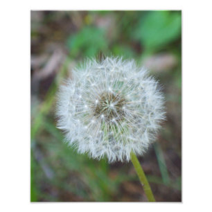 Foto Dandelion bonito de 11" x 14"