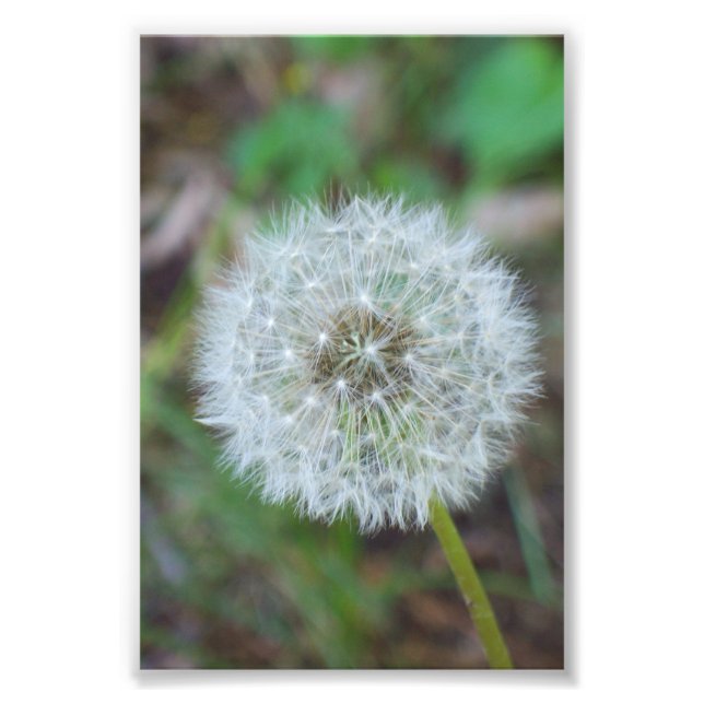Foto Dandelion bonito de 4" x 6" (Frente)