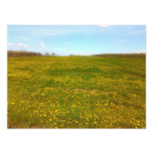 Foto Dandelion Field