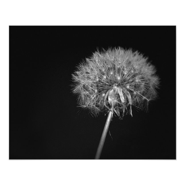 Foto Dandelion, Night, Black and White (Frente)