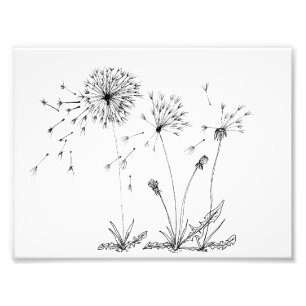 Foto Dandelions