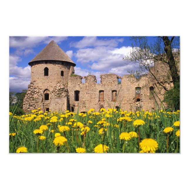 Foto Dandelions cercam o castelo de Cesis no centro (Frente)