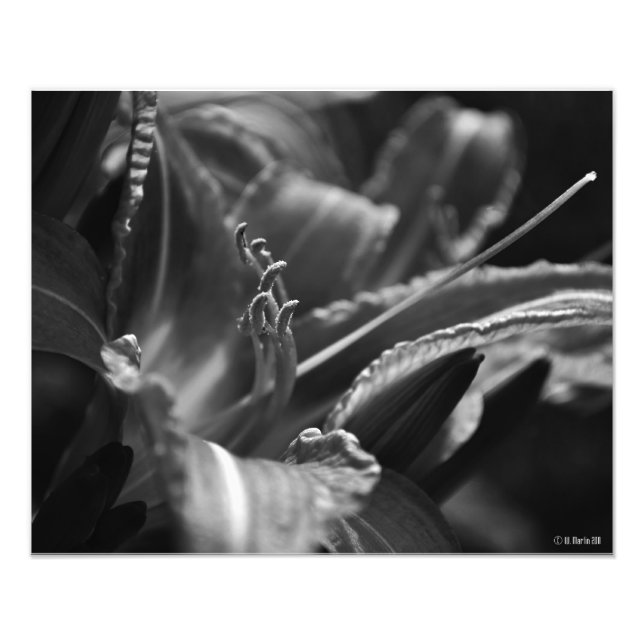 Foto Day Lily In The Shadows (Frente)